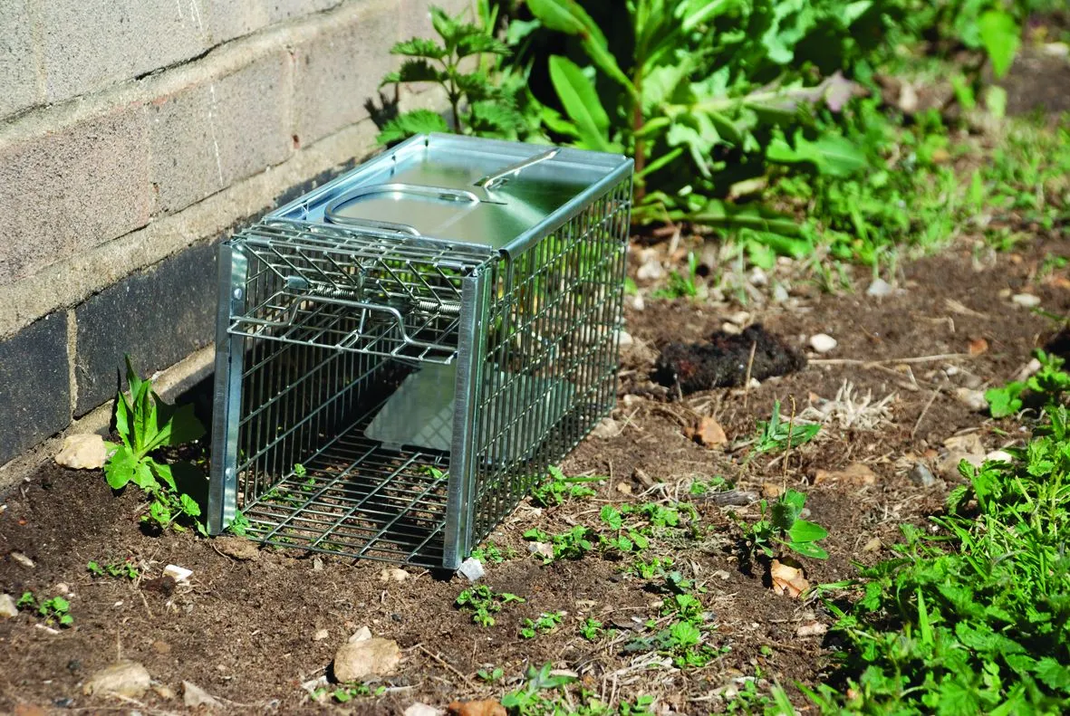 Big Cheese Rat Cage Trap
