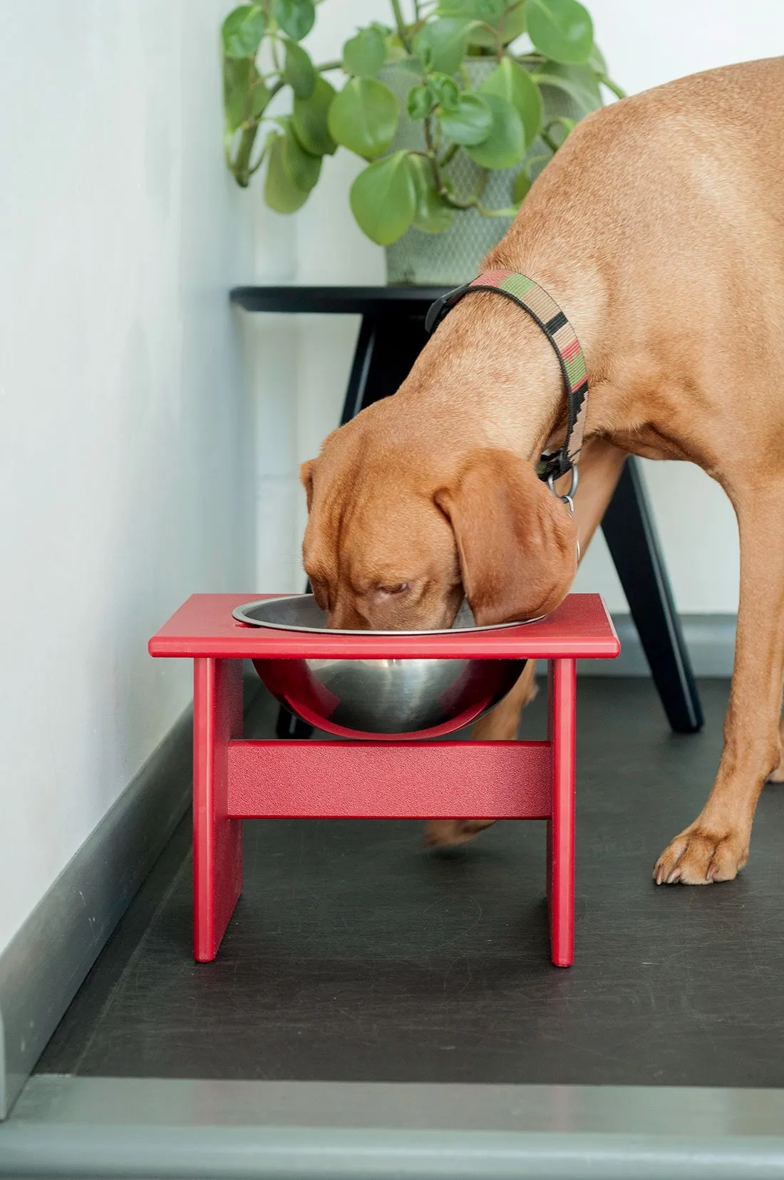 Minimalist Dog Bowl (Single, Medium)