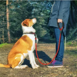 Reflective Dog Leash Rope For Small Medium Large Dogs Walking Training